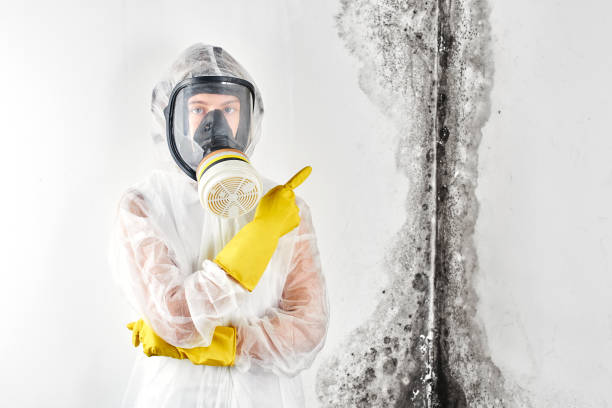 Trusted Dublin, GA Mold Removal & Remediation Experts